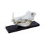 Mounted Warthog Skull