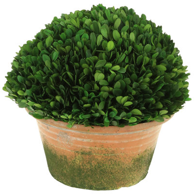 Boxwood Topiary In Pot - 12 Inches