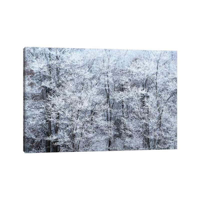 Winter Fog by Brian Wolf - Wrapped Canvas Print, 20.32cm H x 30.48cm W x 1.91cm D