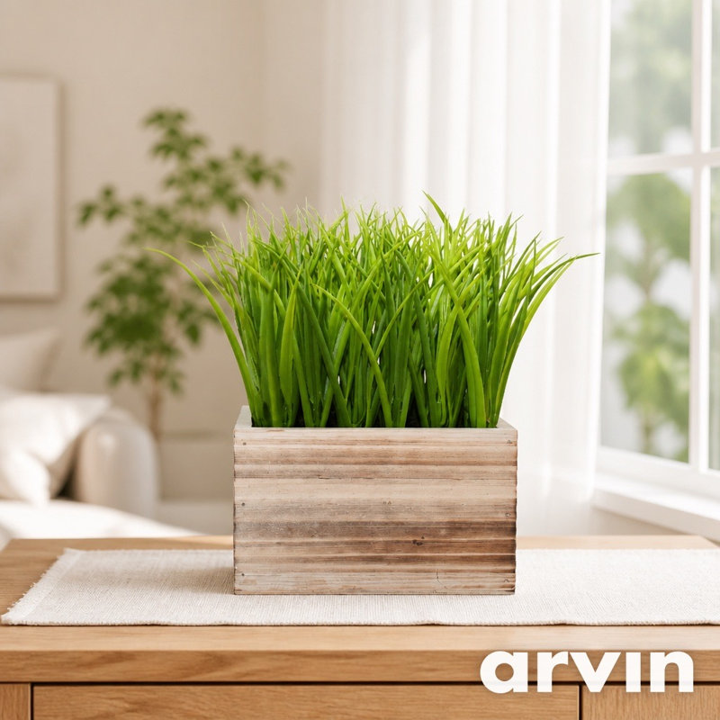9,5 po plante en pot Dias
