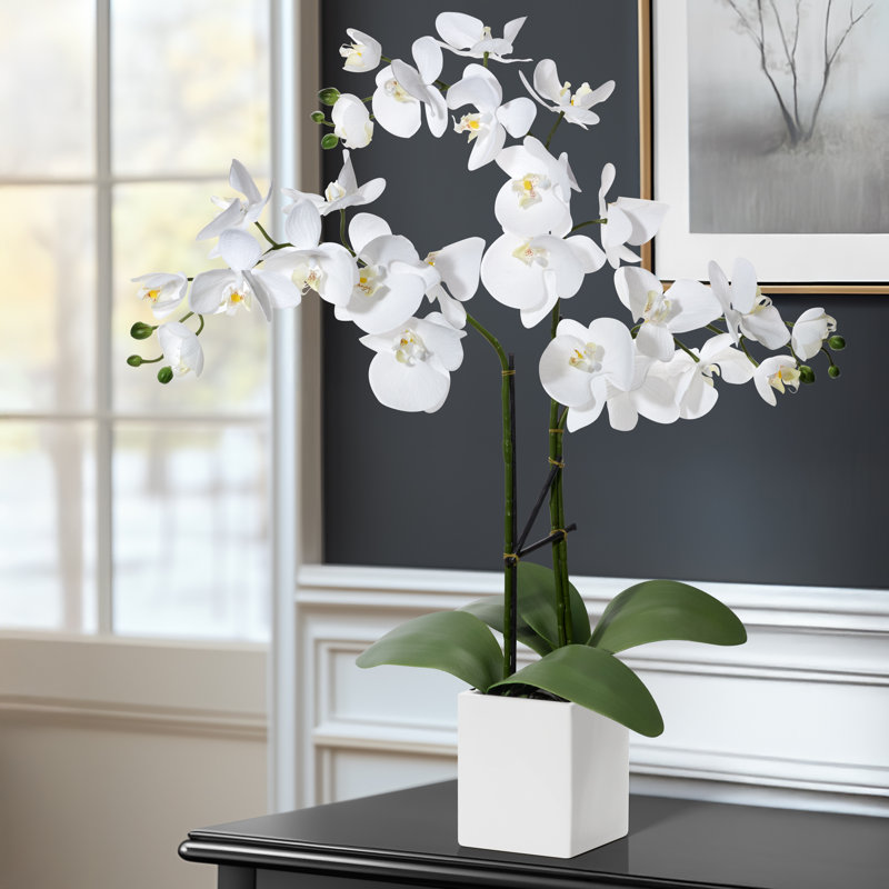 Anyssa 23 "plante à fleurs en pot
