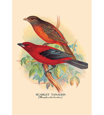 " Scarlet Tanager " by Arthur G. Butler