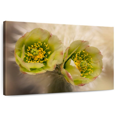 Harnek Exotic Cholla Flower