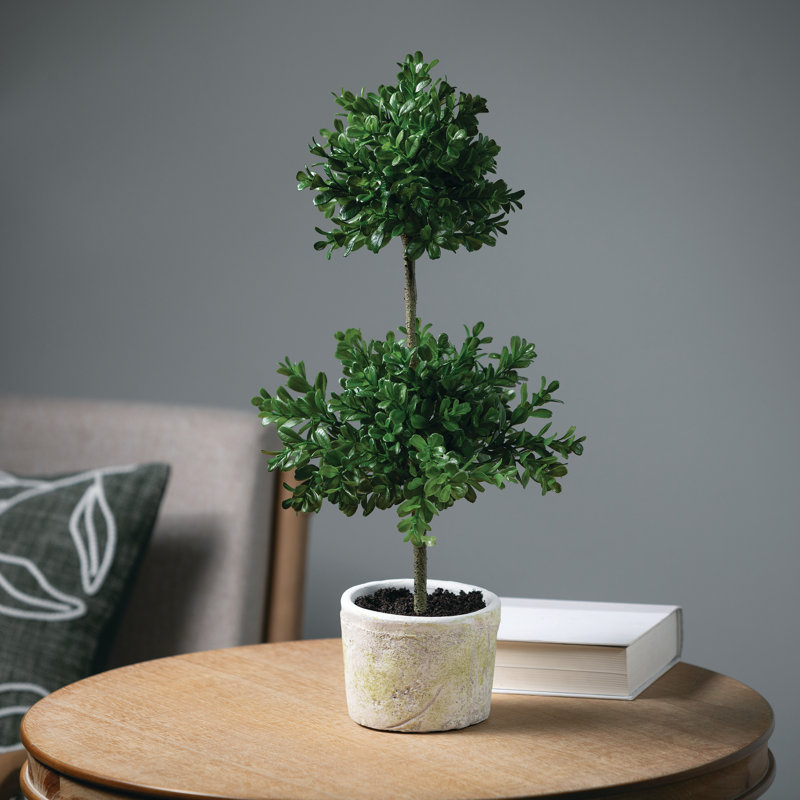 Topiaire buis double ball en pot