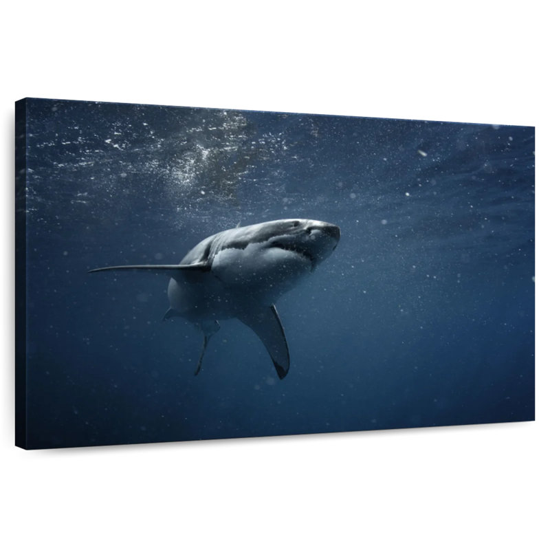 Brampt Great White Shark, 24" H x 36" W