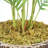 Panama Palm Tree in Planter