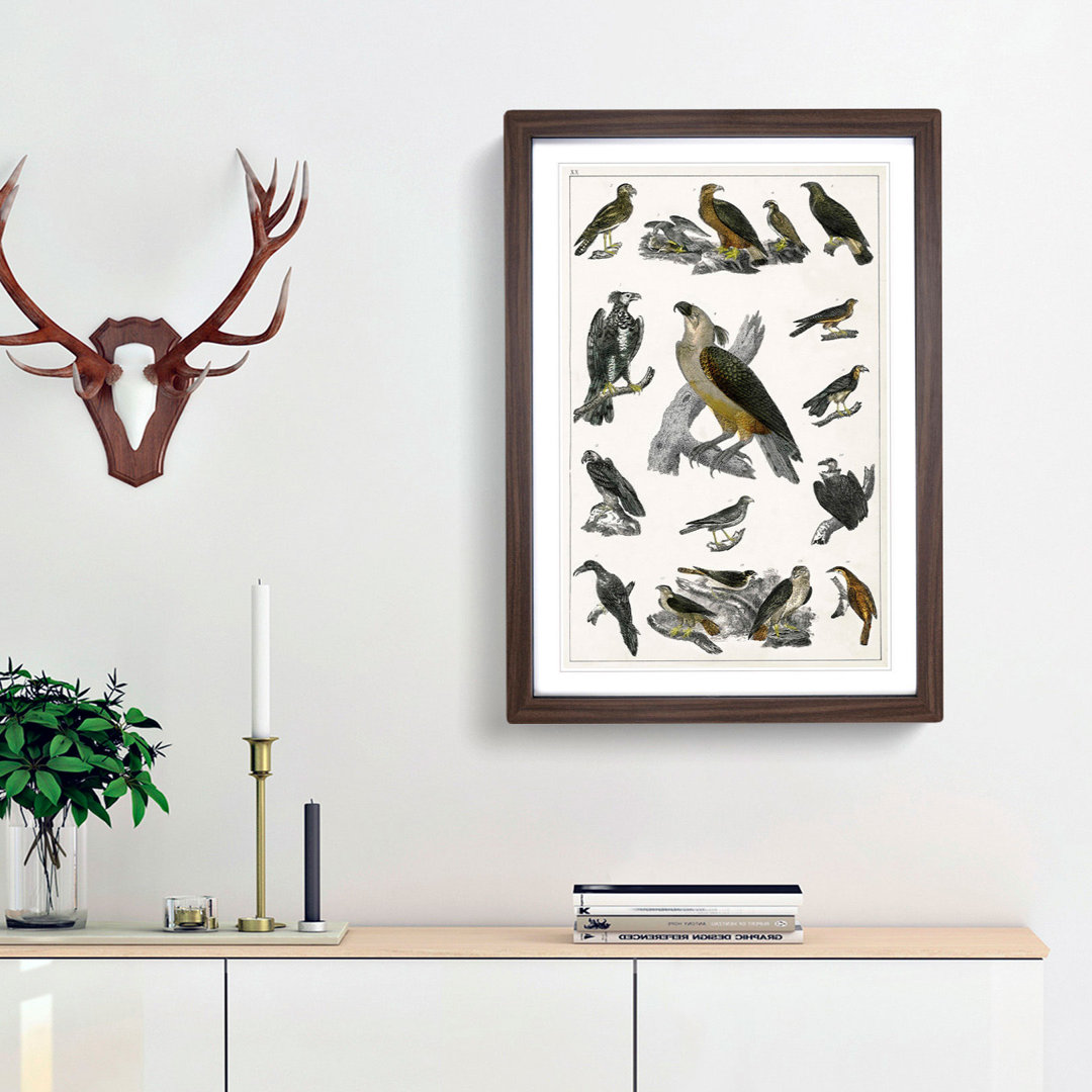 Birds of Prey XX by Oliver Goldsmith - Picture Frame Painting Print