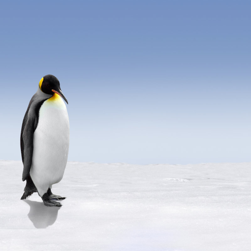 Nemisco King Penguin - Wrapped Canvas Print, 122cm H x 122cm W x 3.8cm D