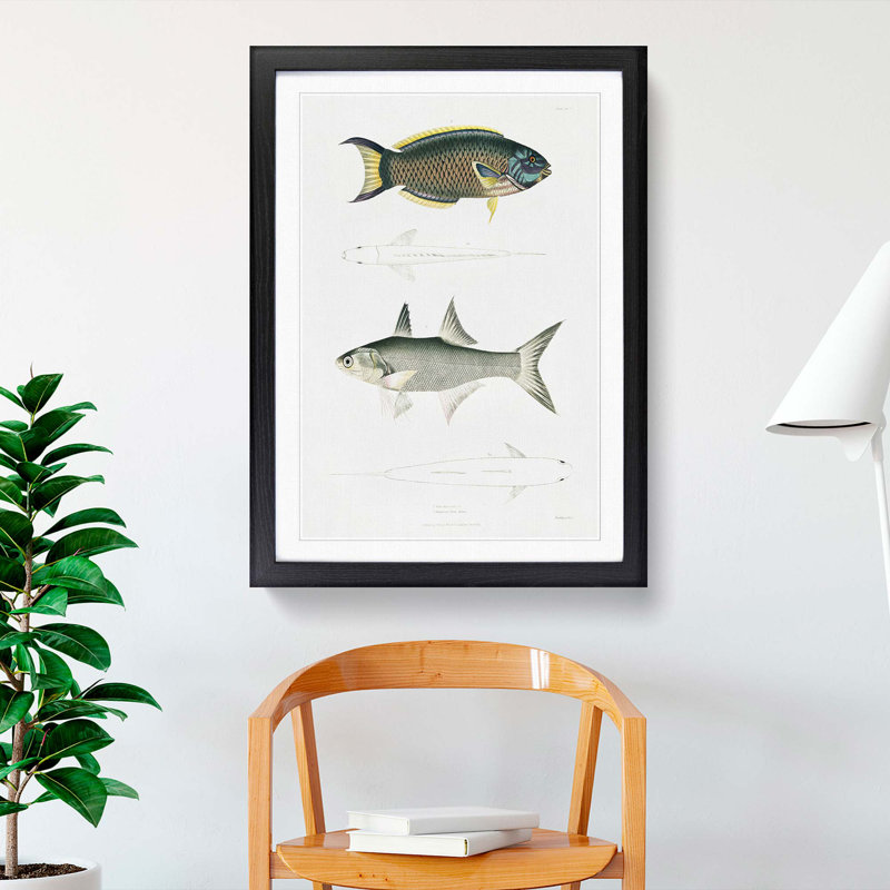 Illustrations of Fish by John Edward Gray - Picture Frame Graphic Art Print, Black Framed, 36cm H x 27cm W x 2cm D