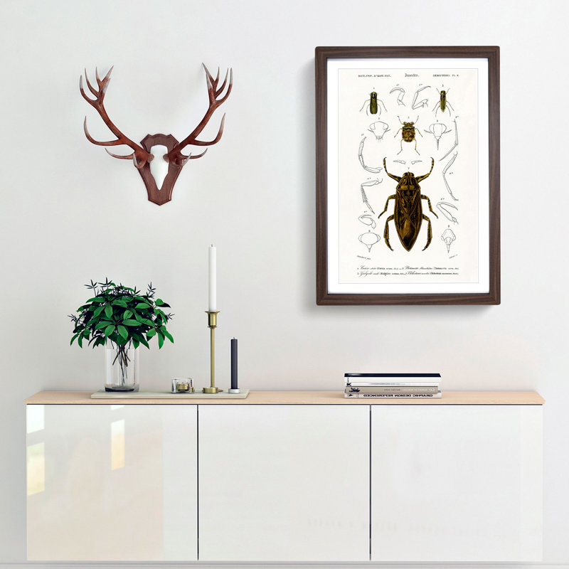 Beetle Illustrations PL.4 by Charles D'Orbigny - Single Picture Frame Print, 63cm H x 45cm W x 2cm D, Walnut Framed