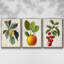 Garden Gems I, ensemble de 3 pièces encadrées sur toile-606194153-606194154
