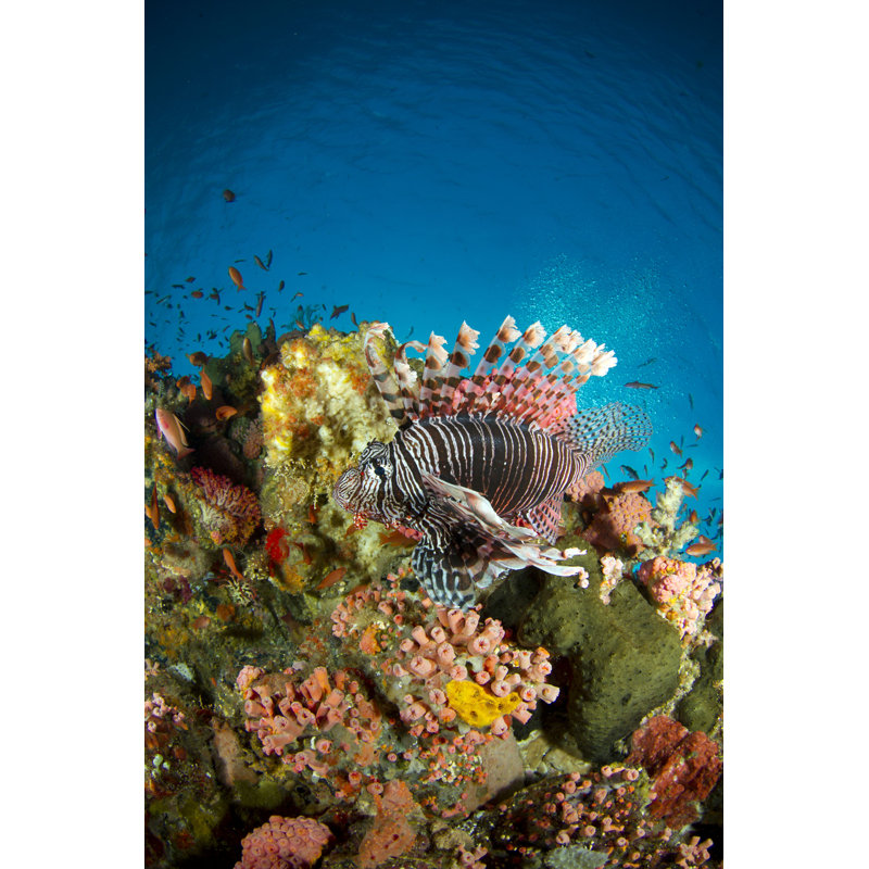 Poisson-lion commun - photographie sur toile tendue, H 18 po x l 12 po