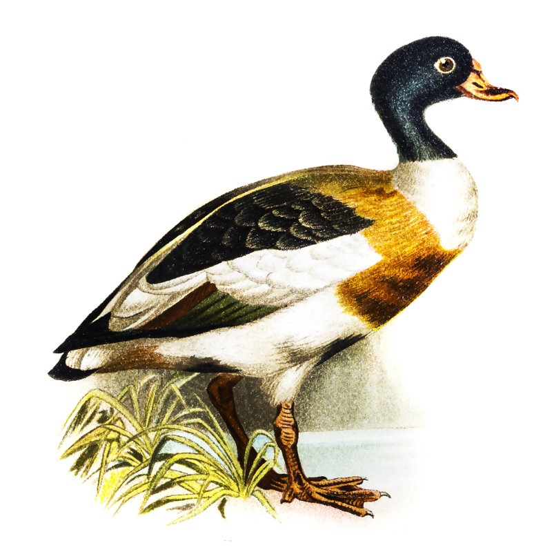 Common Shelduck by Nastasic - No Frame Print on Canvas, 76cm H x 76cm W