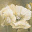 «Poppy in White II», impression sur toile-29090089-72809492-72809493