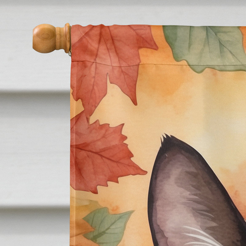 Chat en feuilles d'automne, Raquette à neige