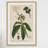 "Honeyberry" Framed Print-18829398