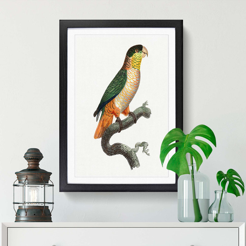 Black-Headed Parrot by F. Levaillant - Picture Frame Art Print, 48cm H x 36cm W x 2cm D, Black Framed