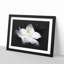 Blooming White Magnolia - Picture Frame Painting Print-56855290-56855293