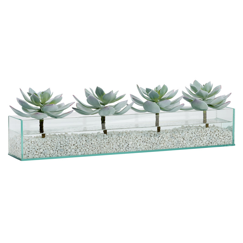 Plantes succulentes en verre d'aquarium rectangulaire