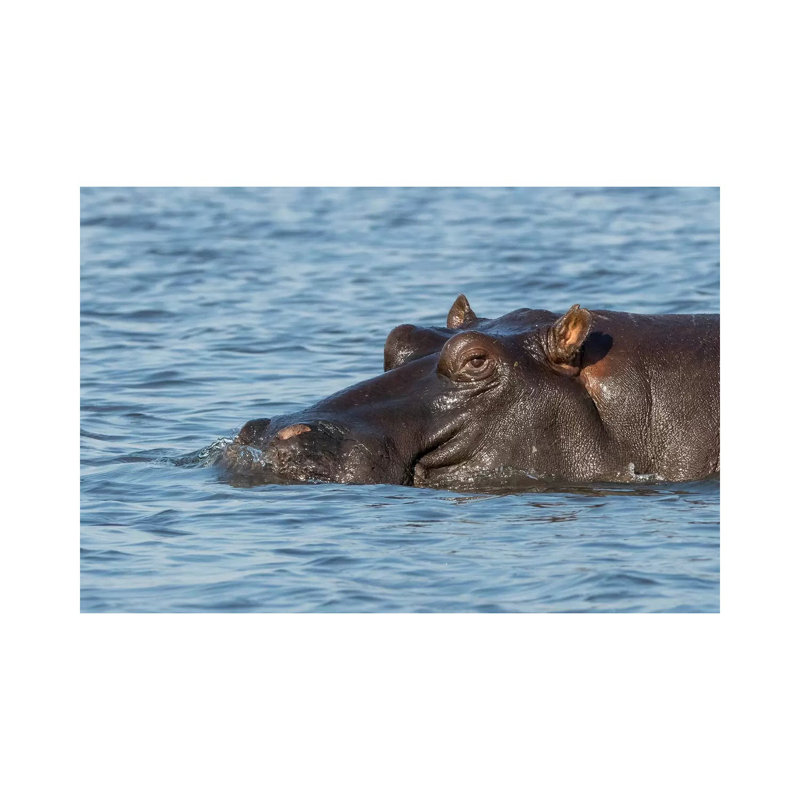 Africa, Botswana, Chobe National Park. Hippopotamus's Head Above Water's Surface by Jaynes Gallery - Wrapped Canvas Print