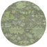 Fern