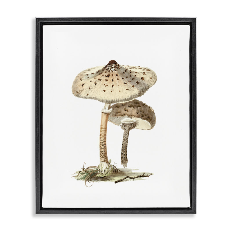 «Neutral Brown Mushroom», art mural encadré flottant par lettré et doublé, Cadre flottant noir de jais, H 21 po x l 17 po
