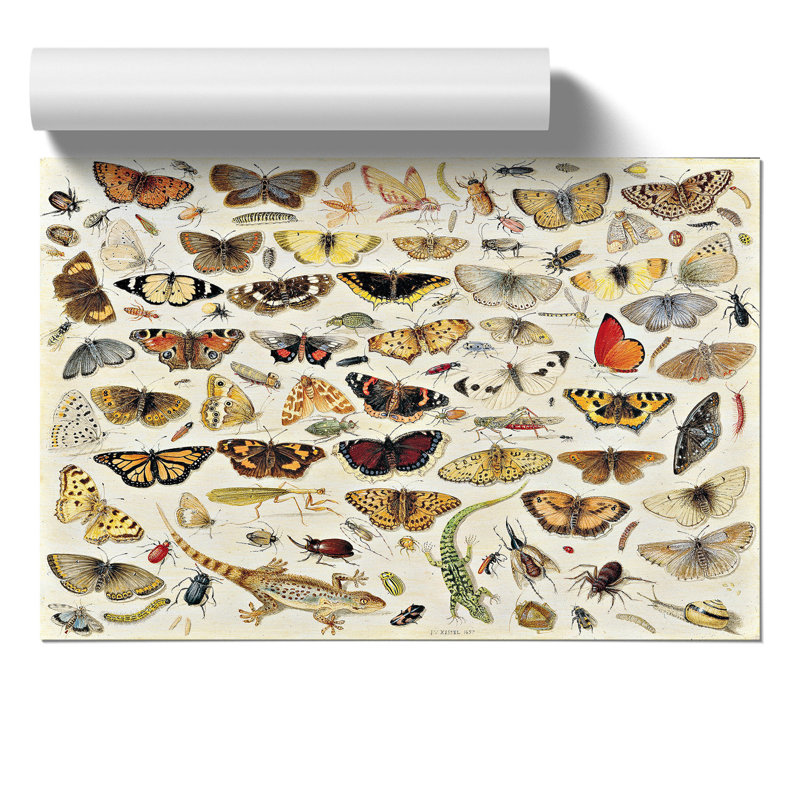 Butterflies And Insects Vol.1 by Jan Van Kessel - No Frame Painting, 42cm H x 59cm W x 0.1cm D