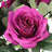 Jaafer Rose Arrangement-1228319248