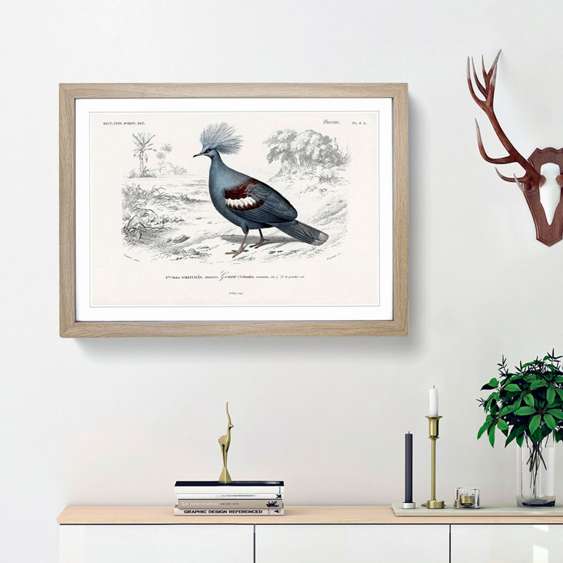 Crowned Pigeon Illustration by Charles D Orbigny - Framed Print, 48cm H x 65cm W x 2cm D, Oak Framed