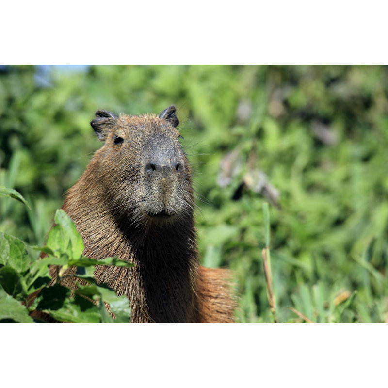 Capybara by AndamanSE - Wrapped Canvas Print, 51cm H x 76cm W