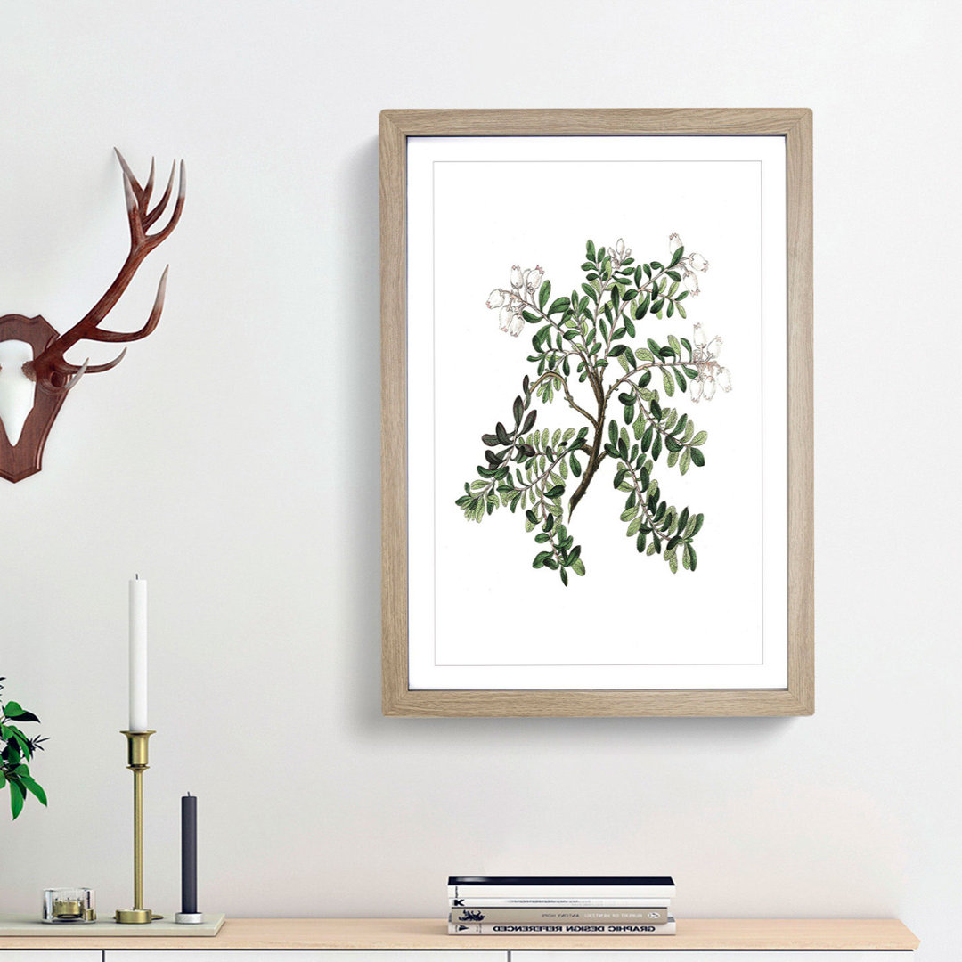 Bearberry Flowers Illustration - Single Picture Frame Painting