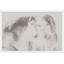 Parvez Taj - Single Picture Frame Print-19701498