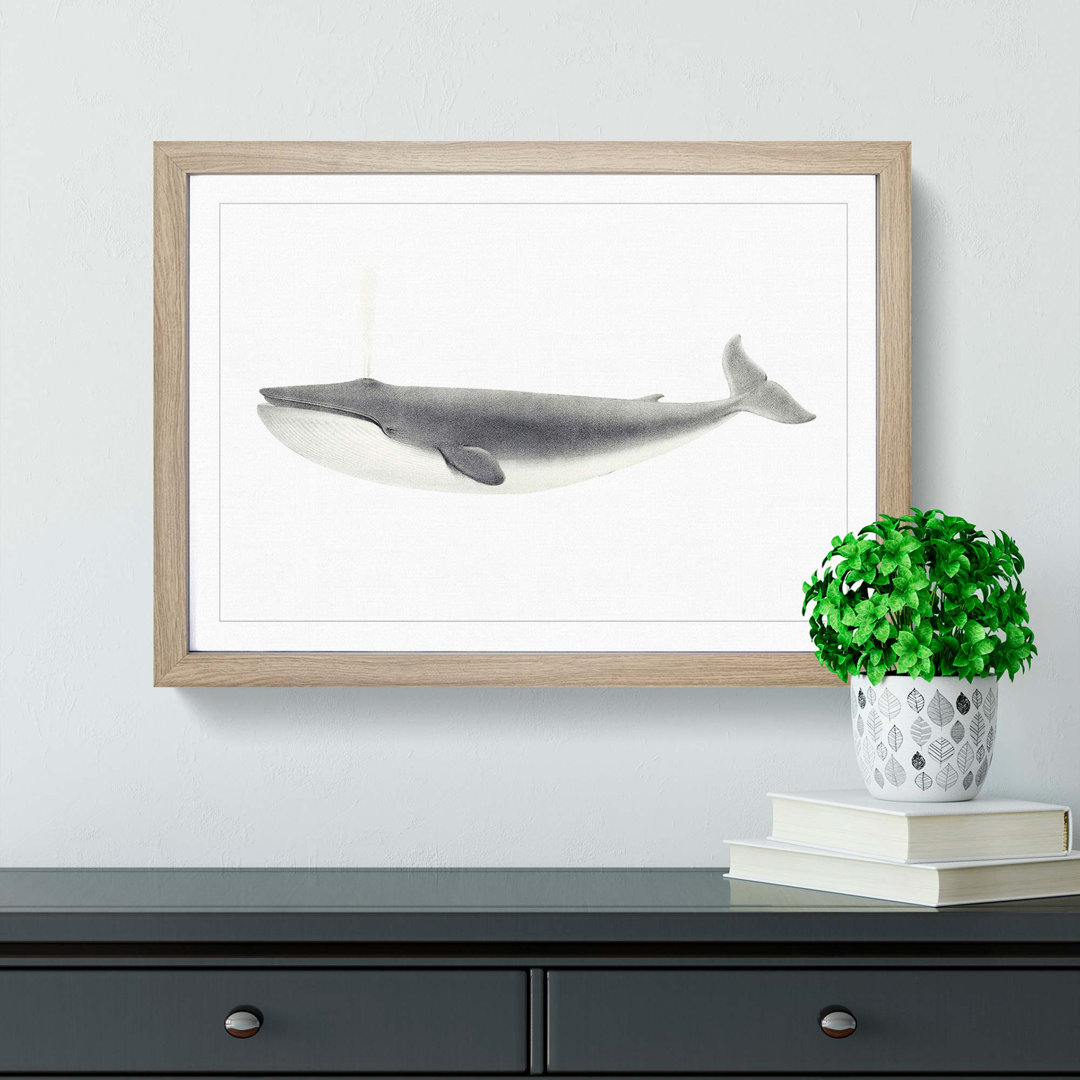 Blue Whale by C.M. Scammon - Framed Print