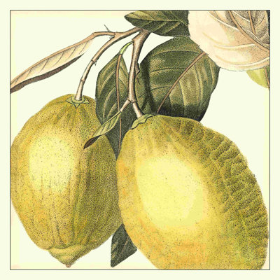 Graphique citron