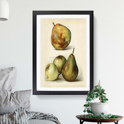 Vintage Illustration of Pears - Picture Frame Painting Print