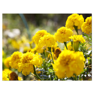 " Bright Yellow Marigold Flowers "