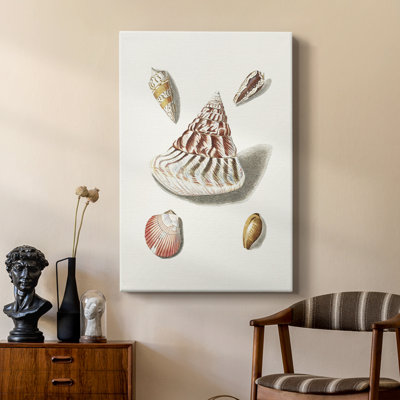 Pastel Knorr Shells VII -Custom Wrapped Gallery Cavas