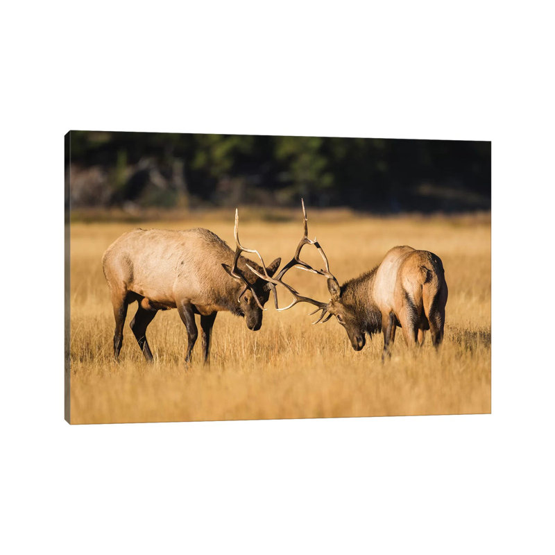 Wyoming, Yellowstone National Park, Two Young Bull Elk Spar In The Autumn Grasses For Dominance. by Elizabeth Boehm - Wrapped Canvas Print