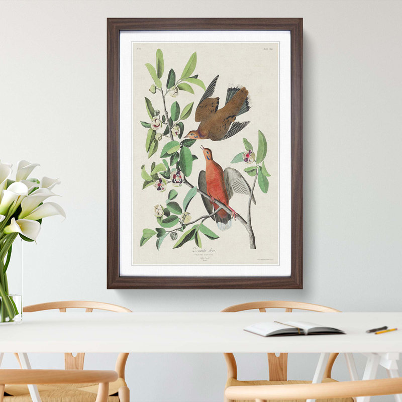 Lenaida Doves by John James Audubon - Picture Frame Painting Print, 65cm H x 48cm W x 2cm D, Walnut Framed