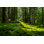 Green Mossy Forest - Photographie sur toile tendue