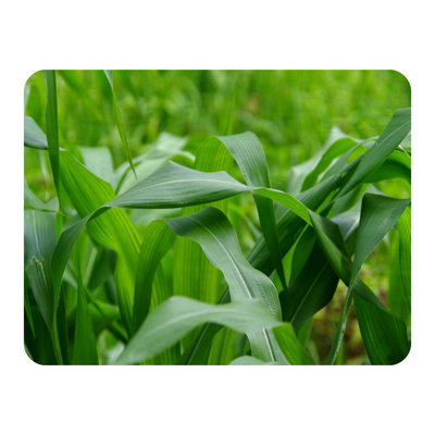 Domela Blanket