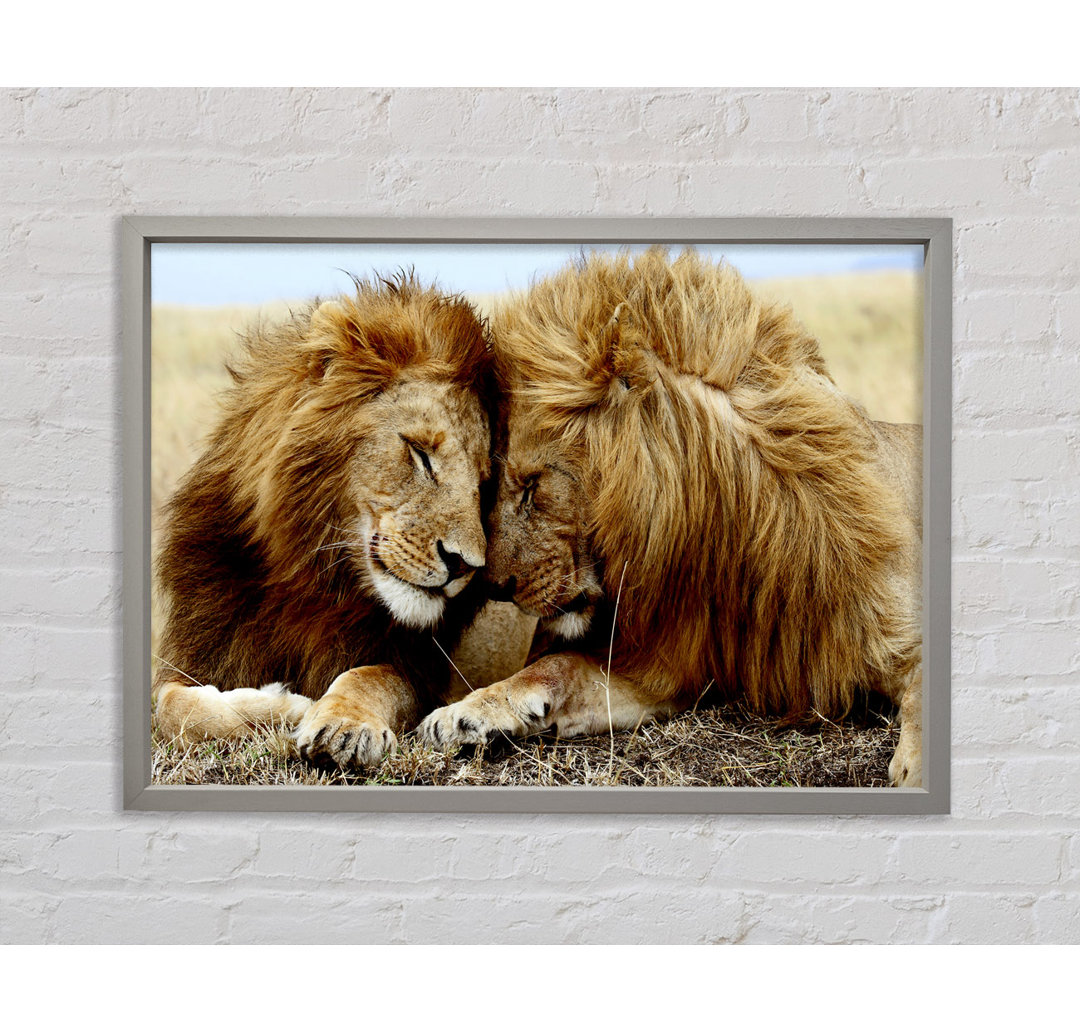 Lions Love Wild Cats Animals - Einzelbildrahmen Kunstdrucke auf Leinwand