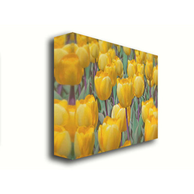 Golden Tulips par Hal Halli. Estampe numérique