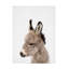 «Peekaboo Baby Donkey» par Lola Peacock-1404365172