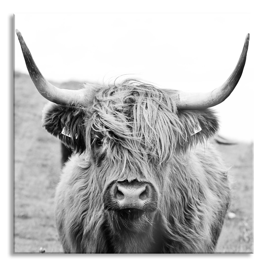 Glasbild Highland Cattle Frontal in Schwarz-Weiß, monochrom