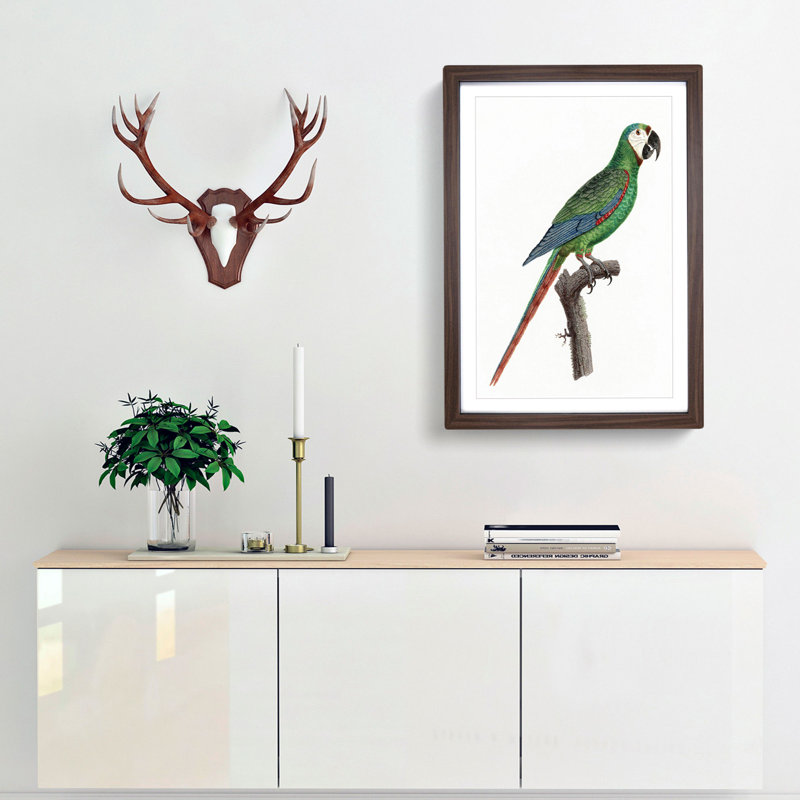 A Blue-Winged Macaw Parrot by F. Levaillant - Framed Print, 33cm H x 24cm W x 2cm D, Walnut Framed