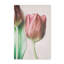Nature Inspired The Spring Lovers by  - Picture Frame Graphic Art on Paper-131292480-131292481-131292482