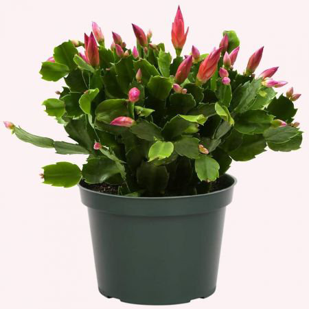 Small Resin Animals Flower Pot Succulent Plants Flowers Cactus