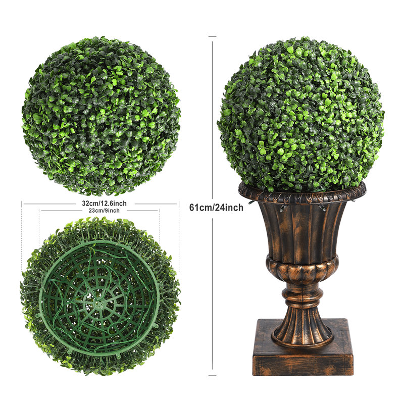 61cm Boxwood Plant