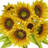 14" Pu Sunflower Bundle